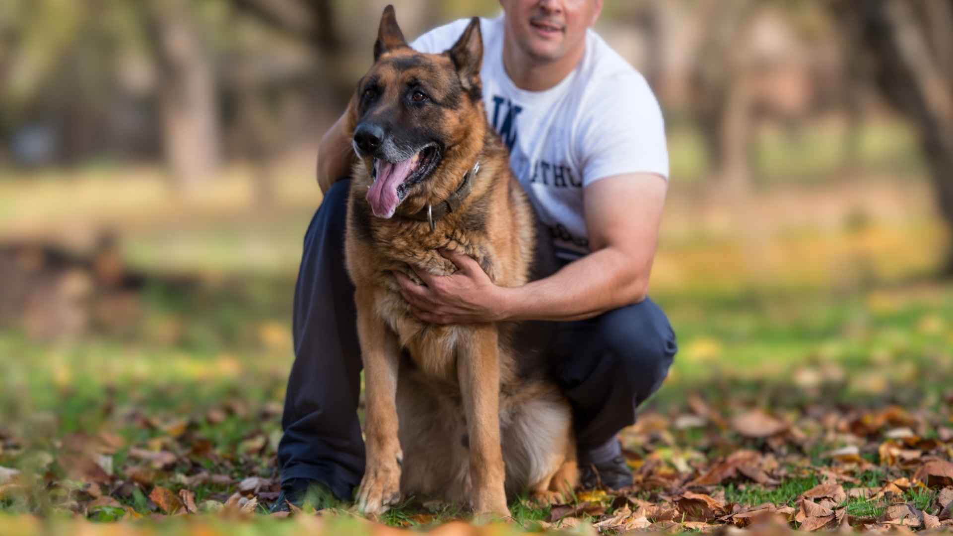 Best Guard Dog for Elderly Offering Safety and Love