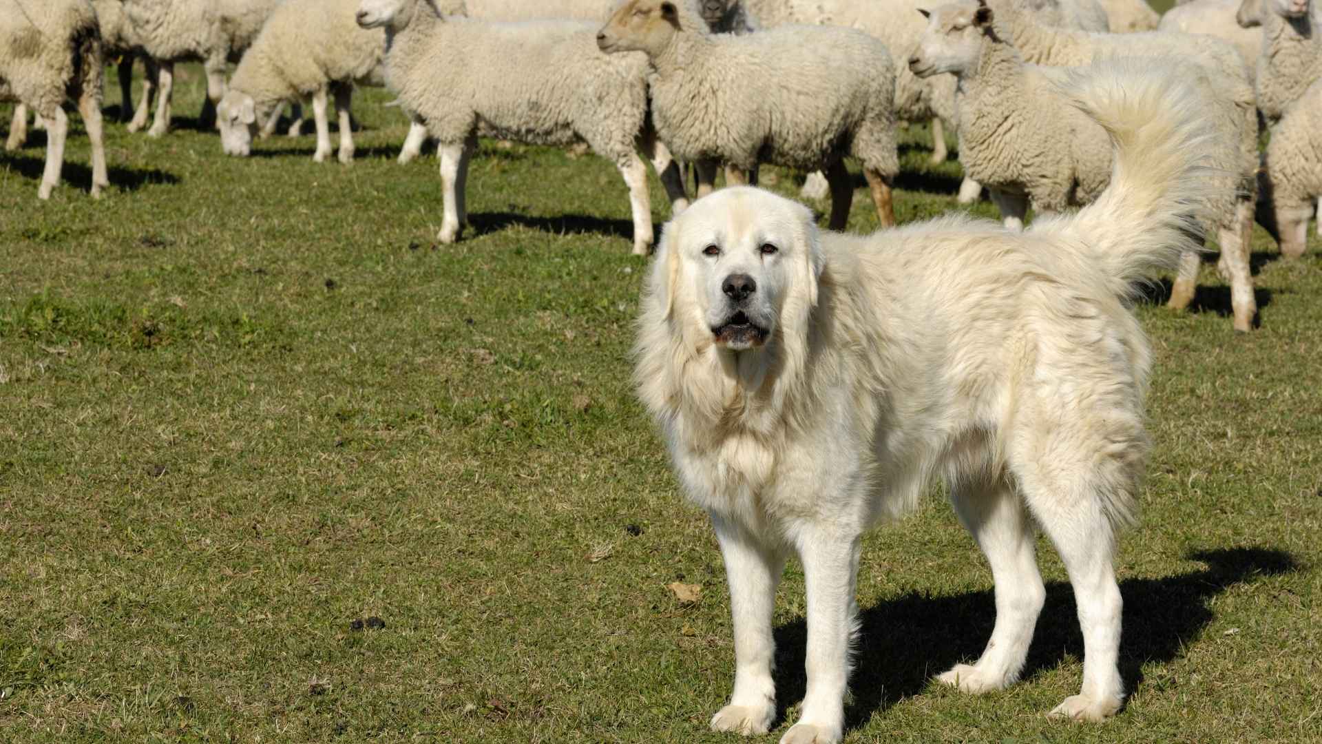 Best Guard Dog for Goats and Herd Safety