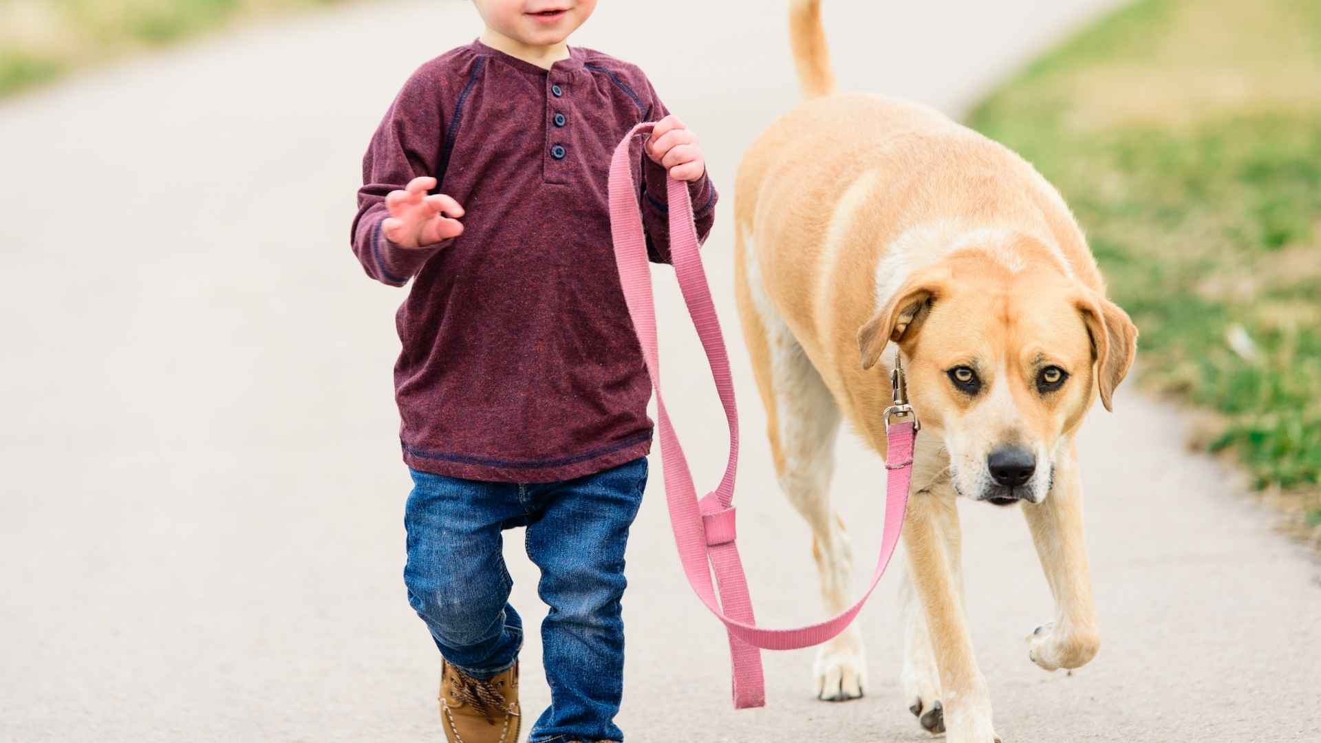 Best Guard Dogs for Toddlers