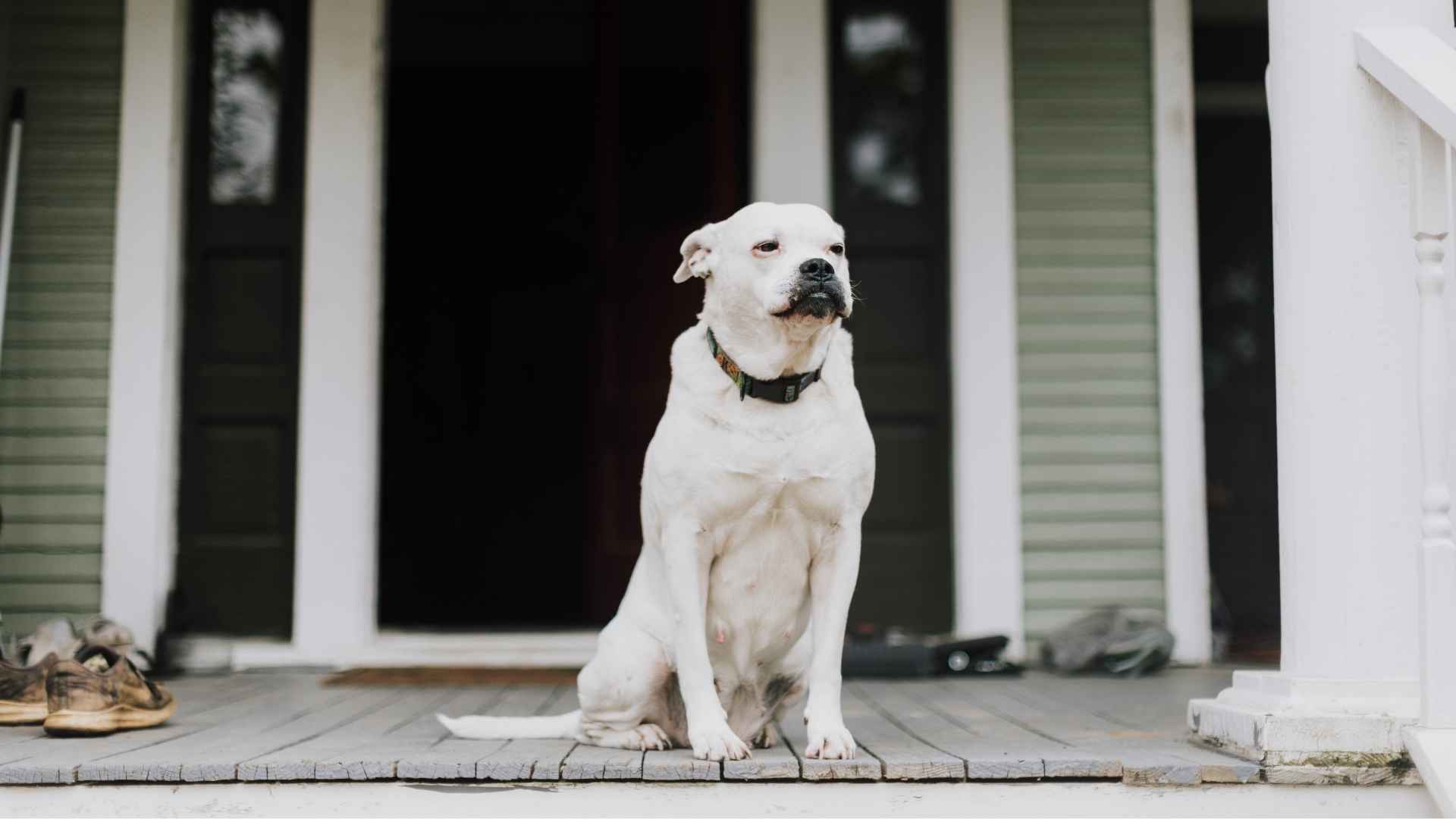 Best House Guard Dog Breeds