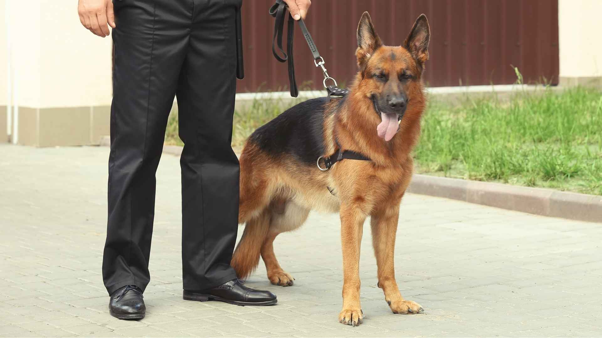 Best Security Dogs for Safety