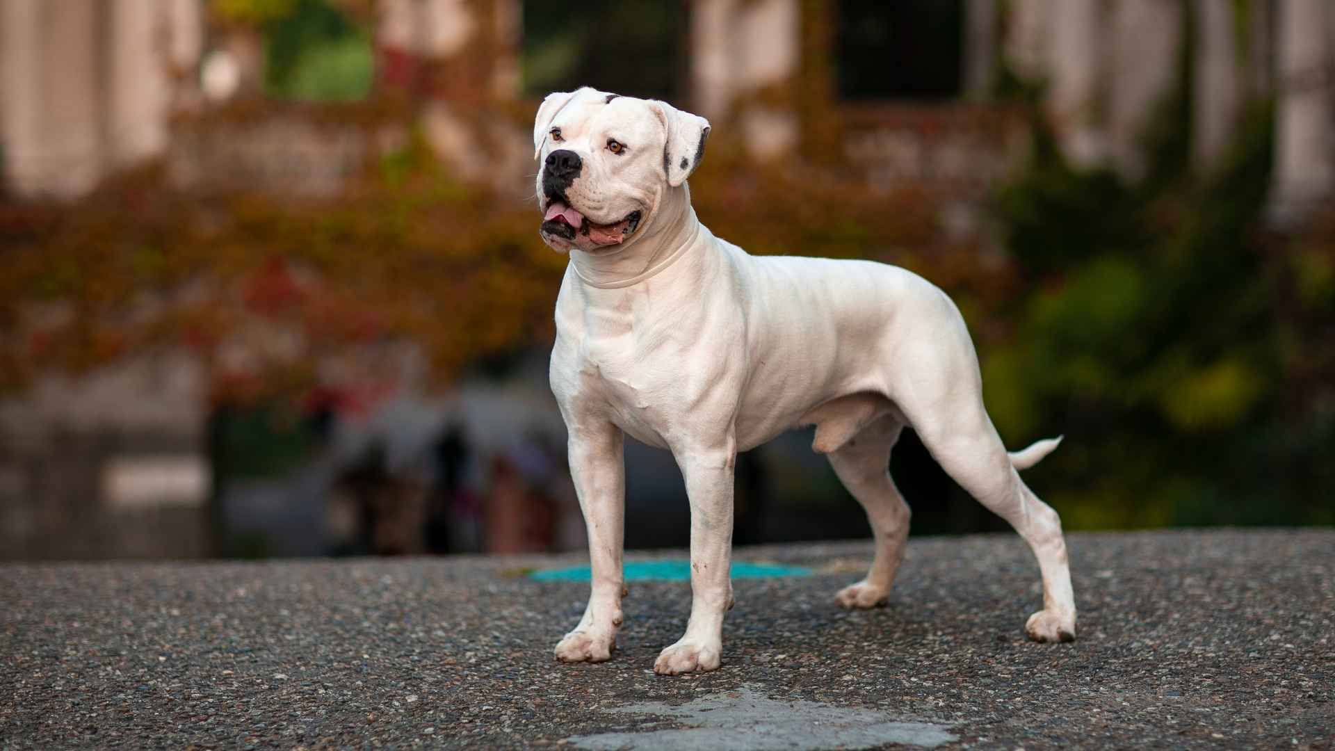 Best White Guard Dog Breeds