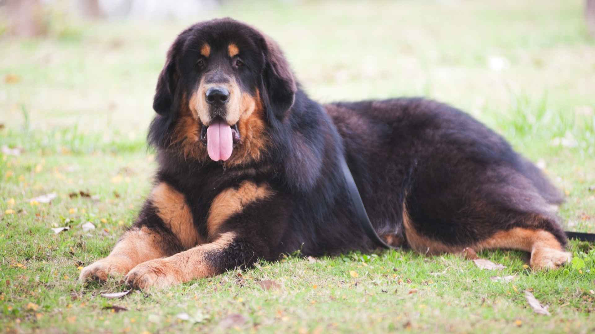 Best XL Dog Breeds