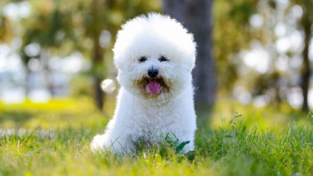 white fluffy dogs