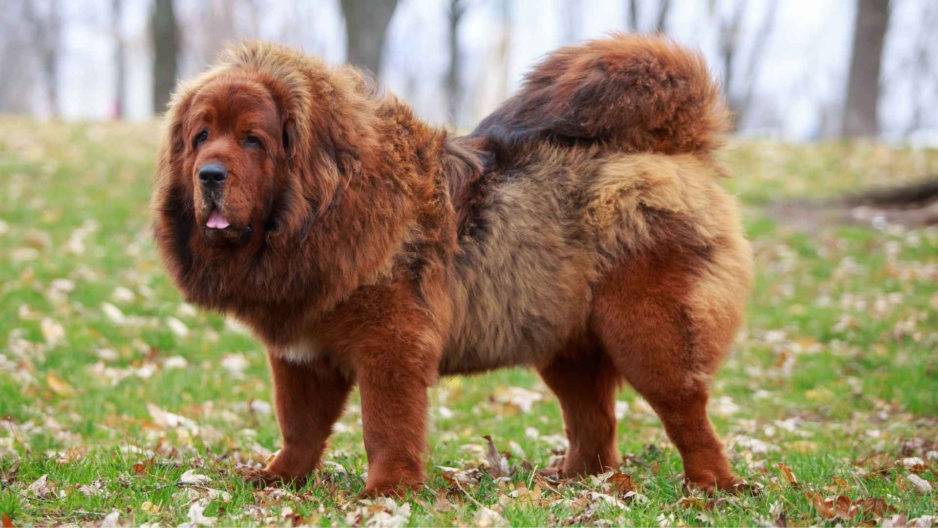 Big Fluffy Guard Dog