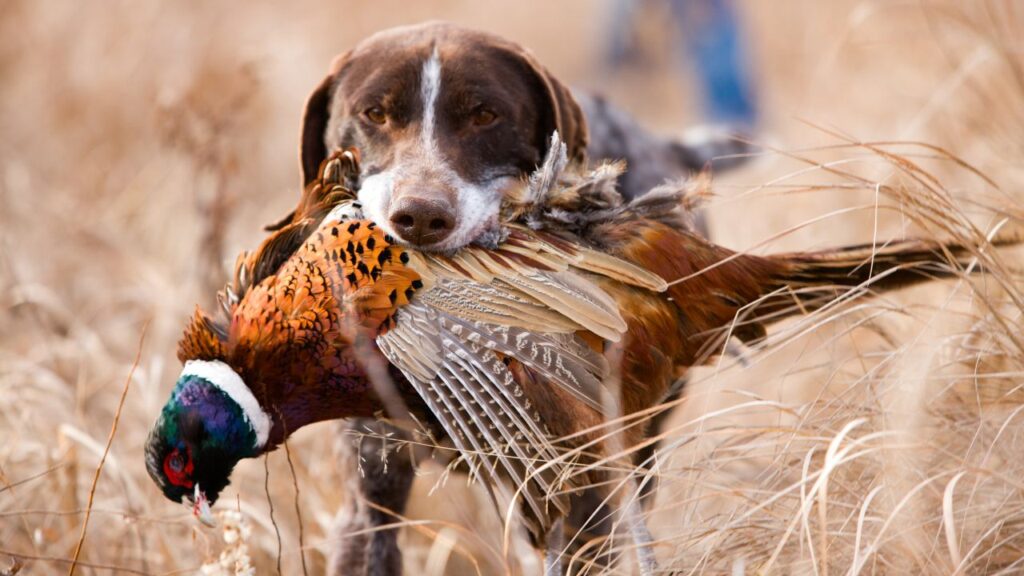 Bird Dogs