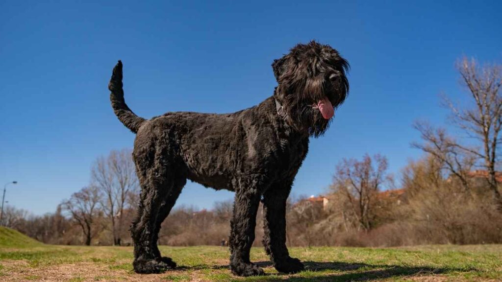 Black Russian Terrier