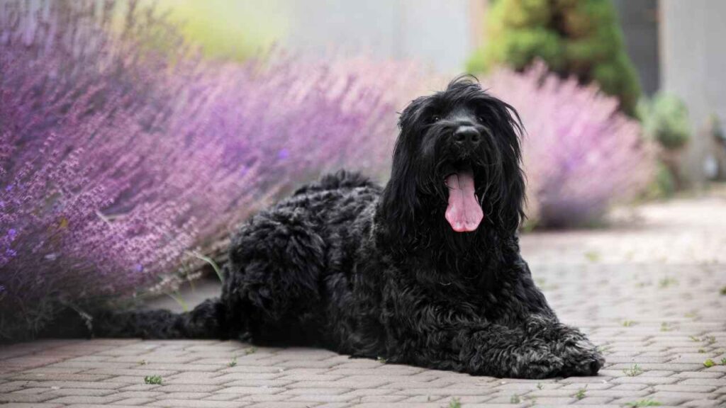 Black Russian Terrier