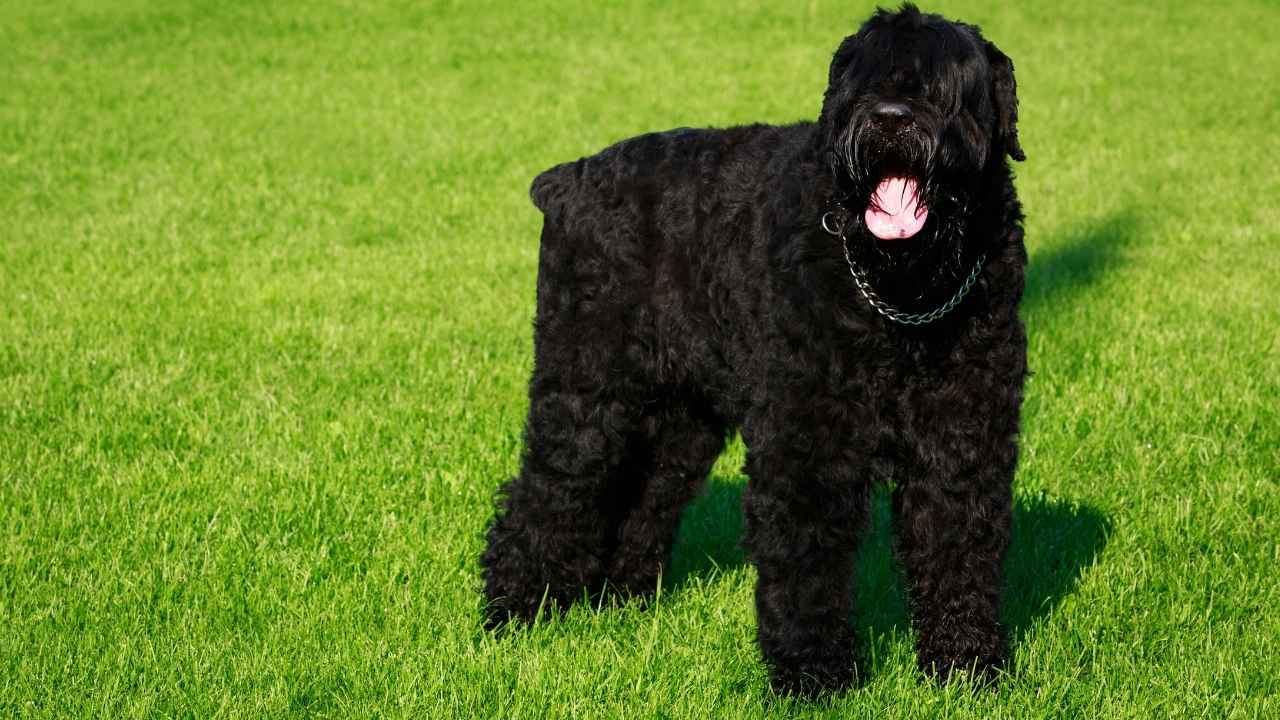 Black Russian Terrier