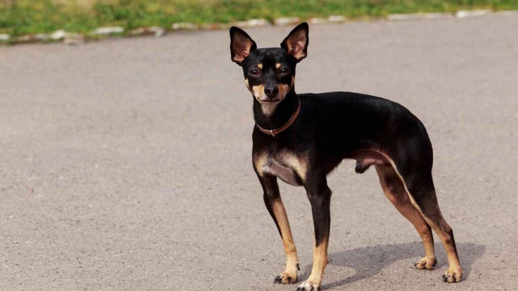 Black-and-Brown-Guard-Dog-Breeds