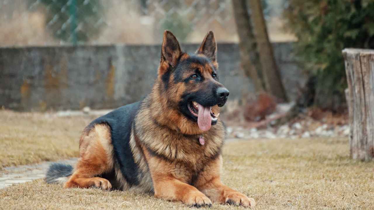 Black and Brown Guard Dog Breeds