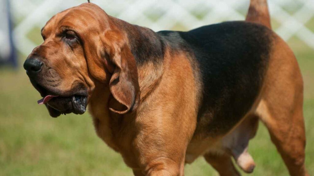 dog bred to fight lions