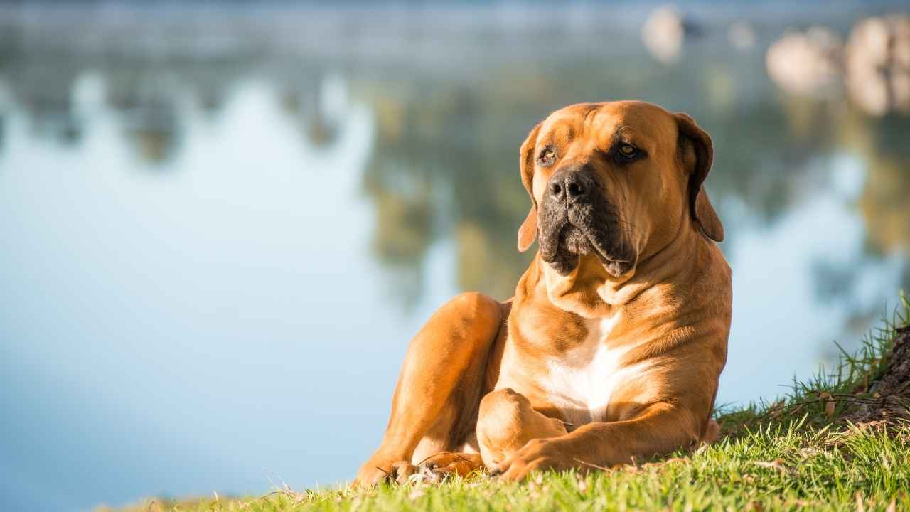 Boerboel