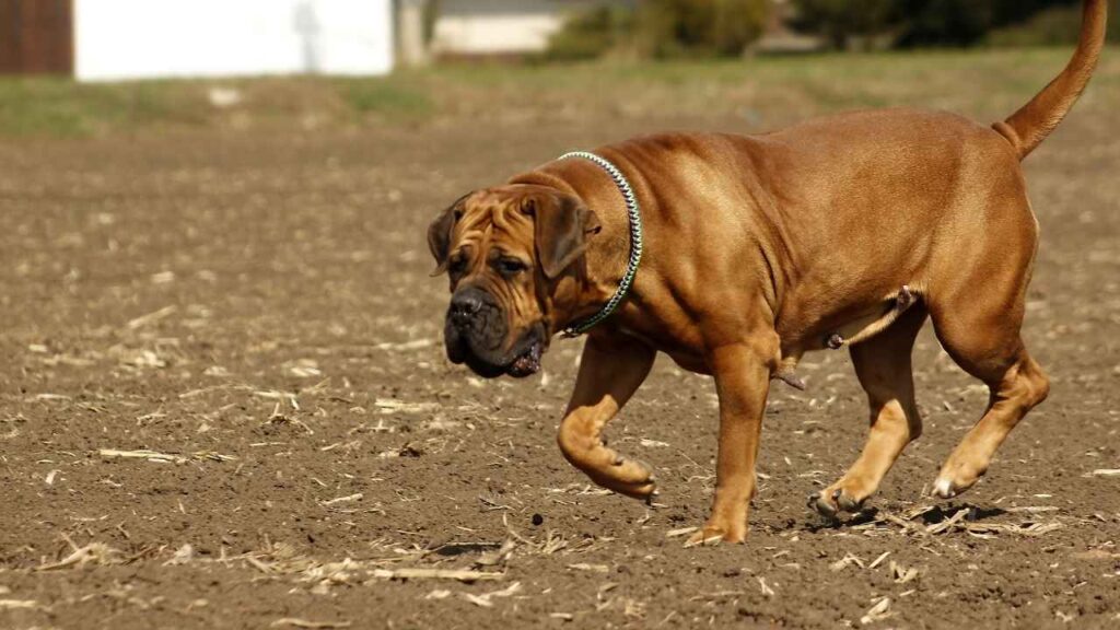 Boerboel