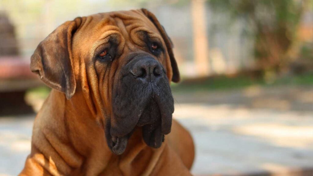 Boerboel 4