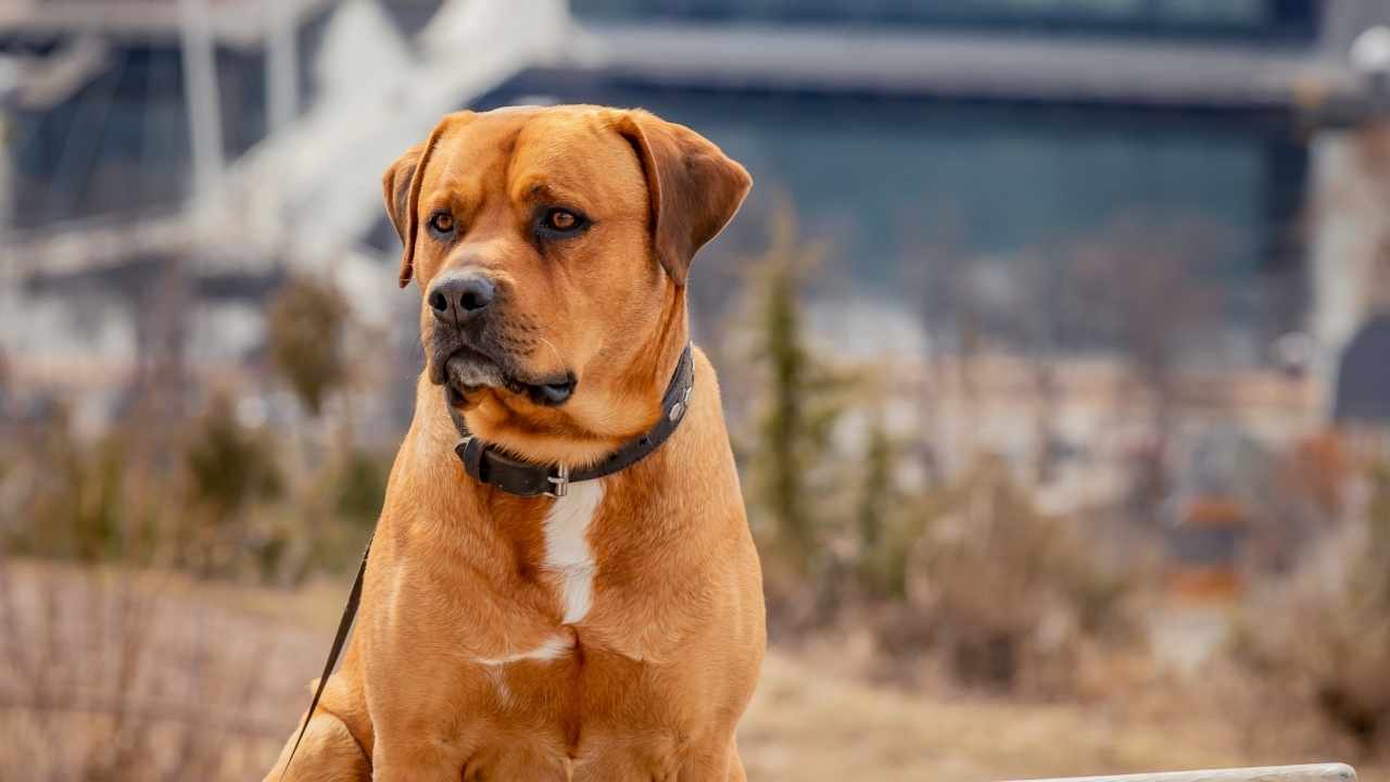 Boerboel