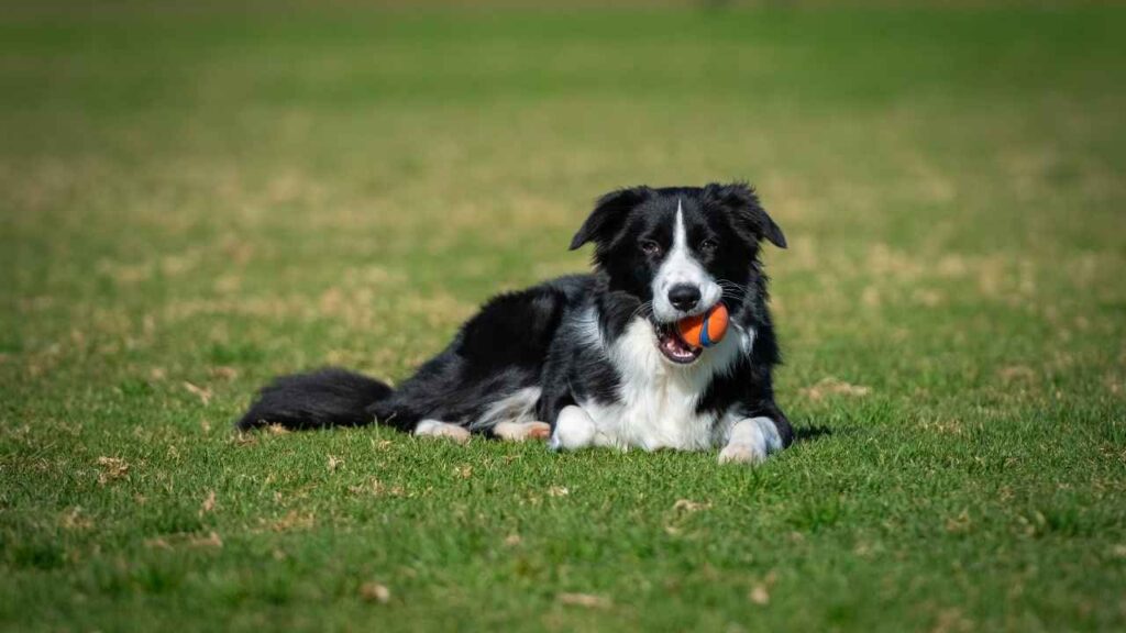 Border Collie