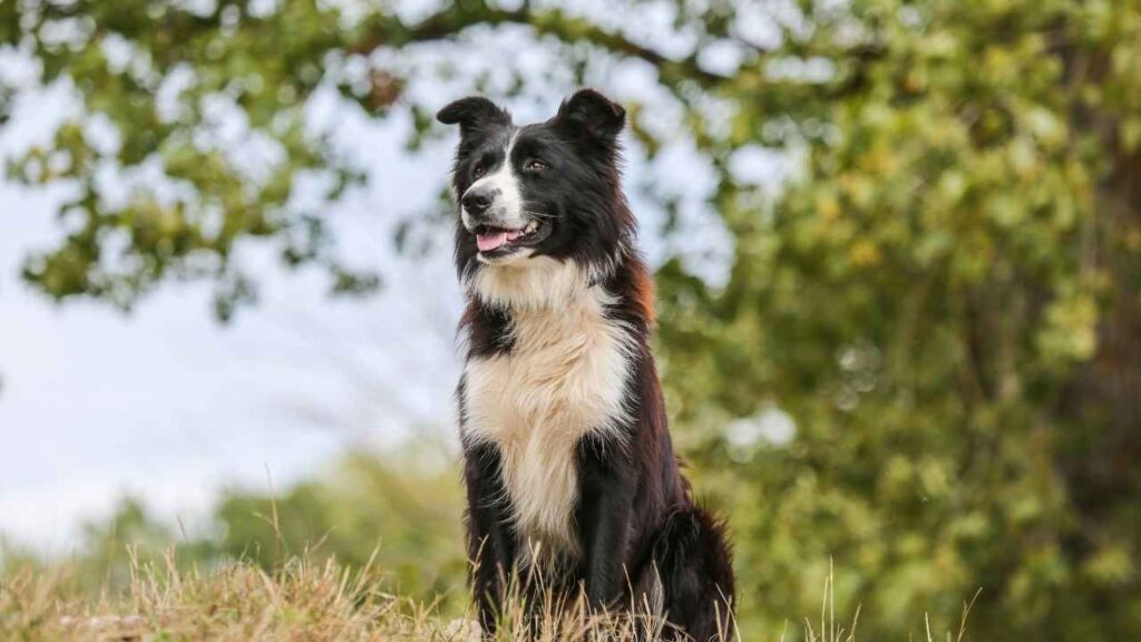 Border Collie