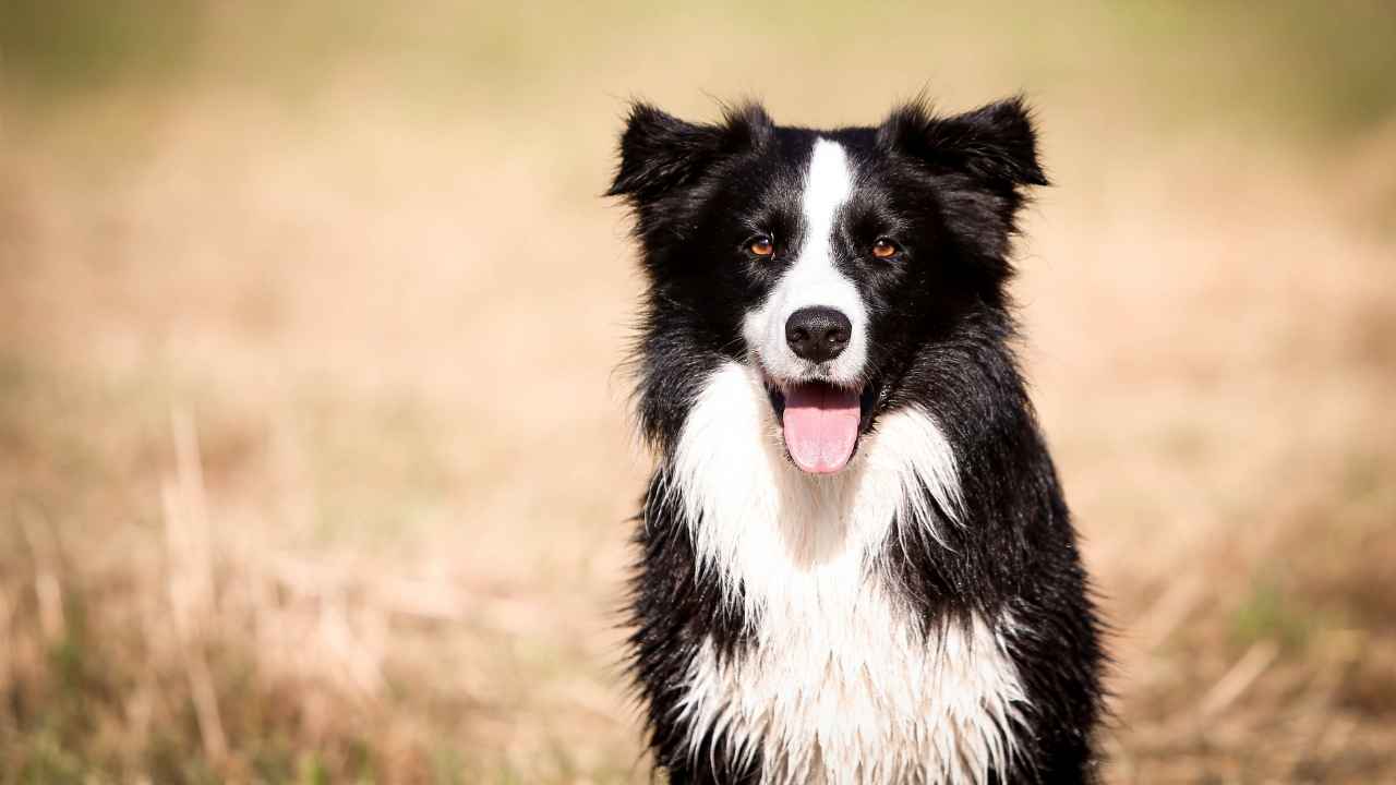 Border Collie