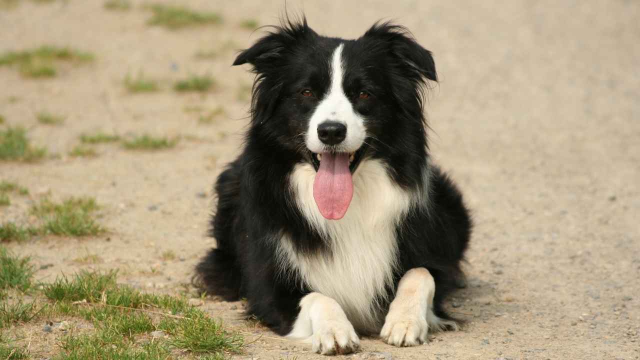 Border Collie