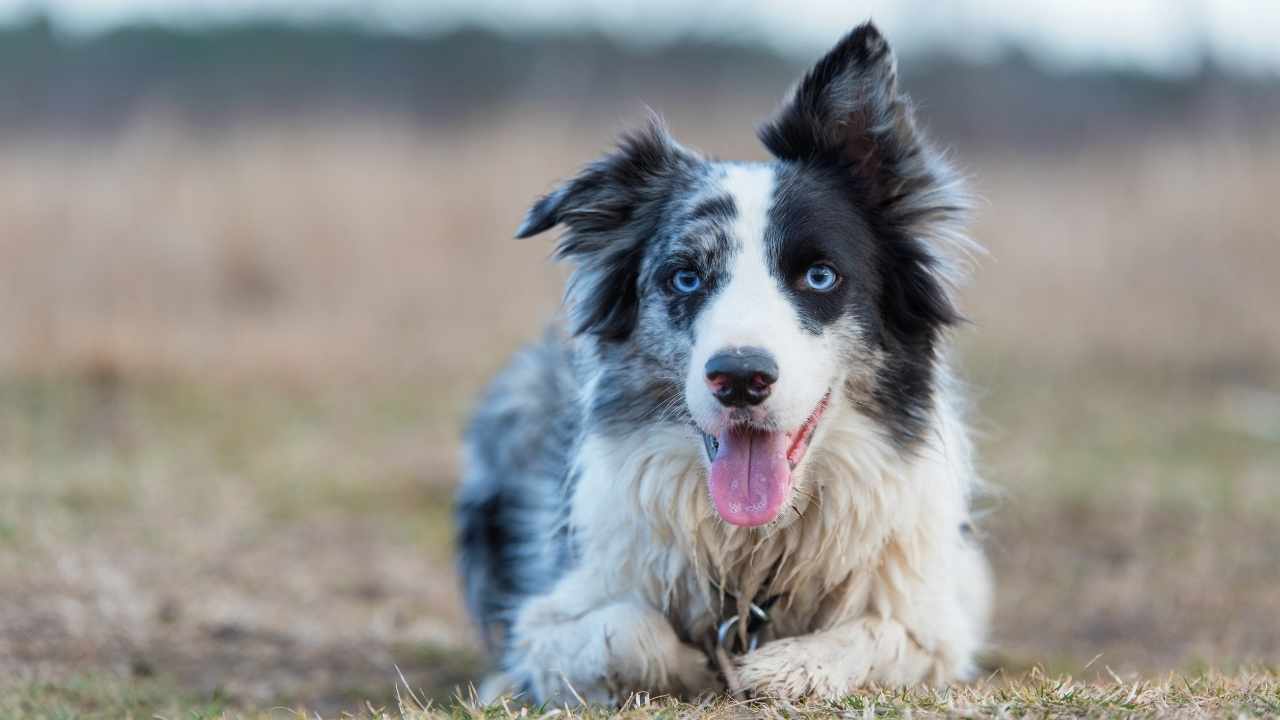 Border Collie