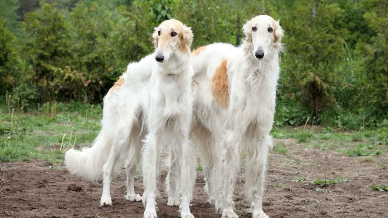 Borzoi