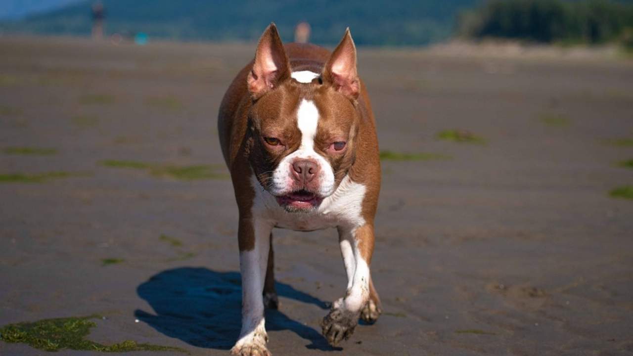 Boston Terrier