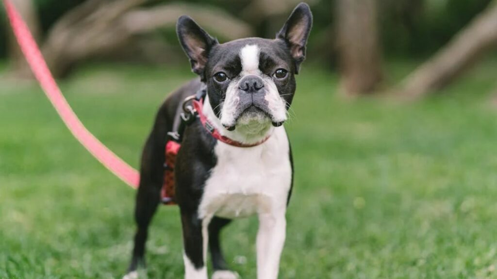 Boston Terrier