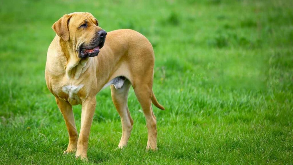 Brazilian Mastiff