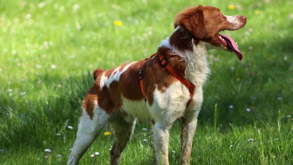 Brittany Spaniel 5