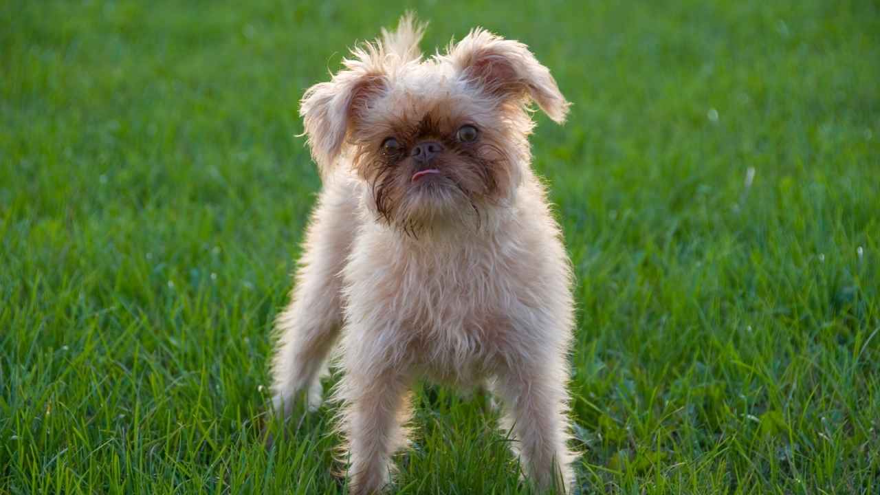 Brussels Griffon