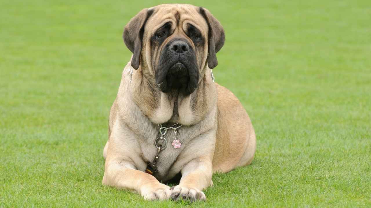 Bull Mastiff