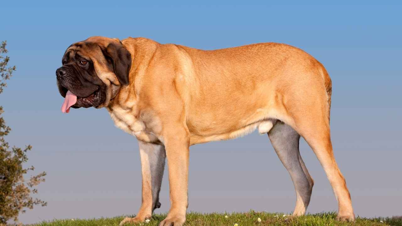 Bull Mastiff