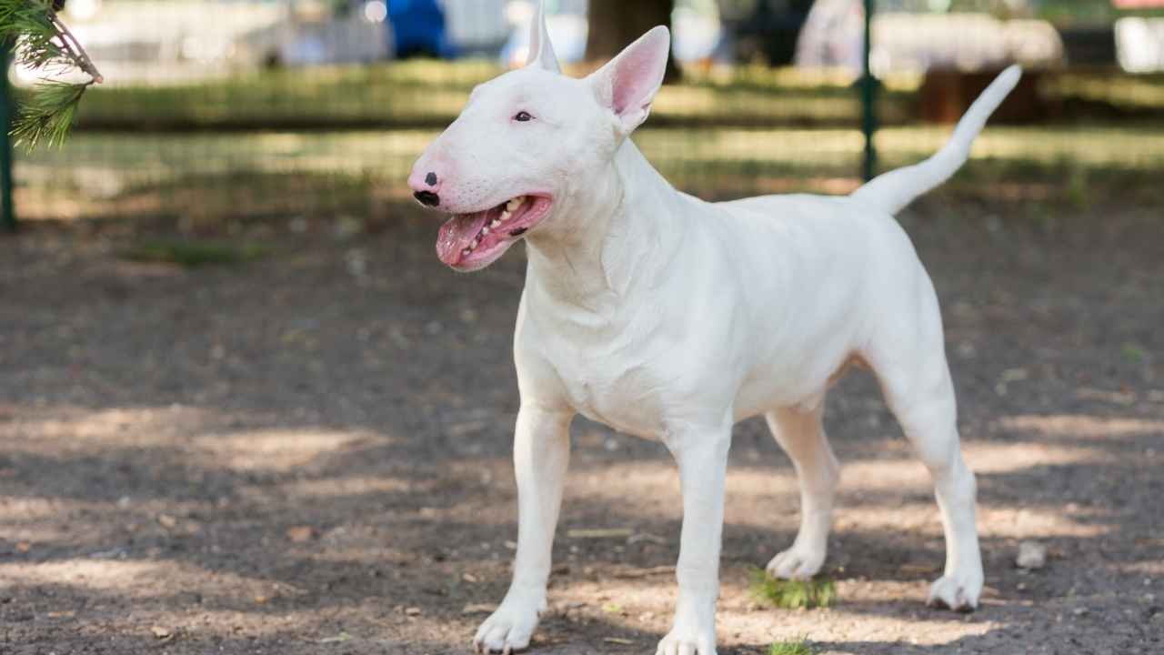 Bull Terrier