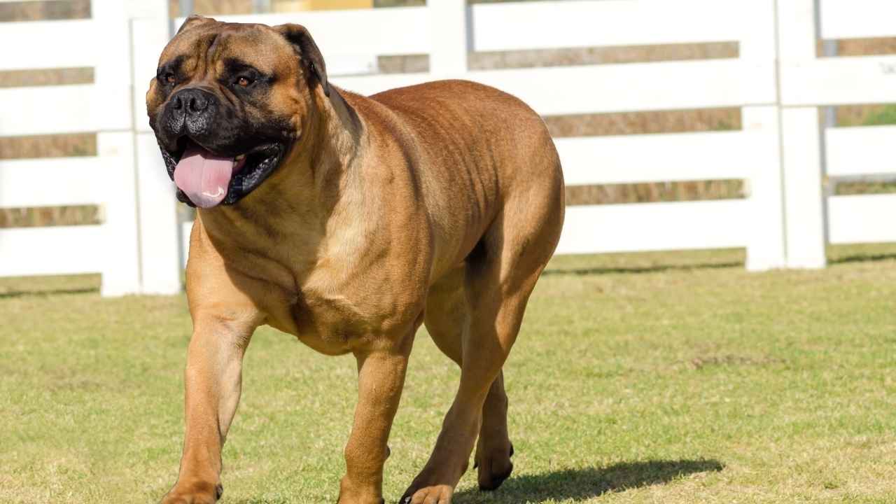 Bullmastiff