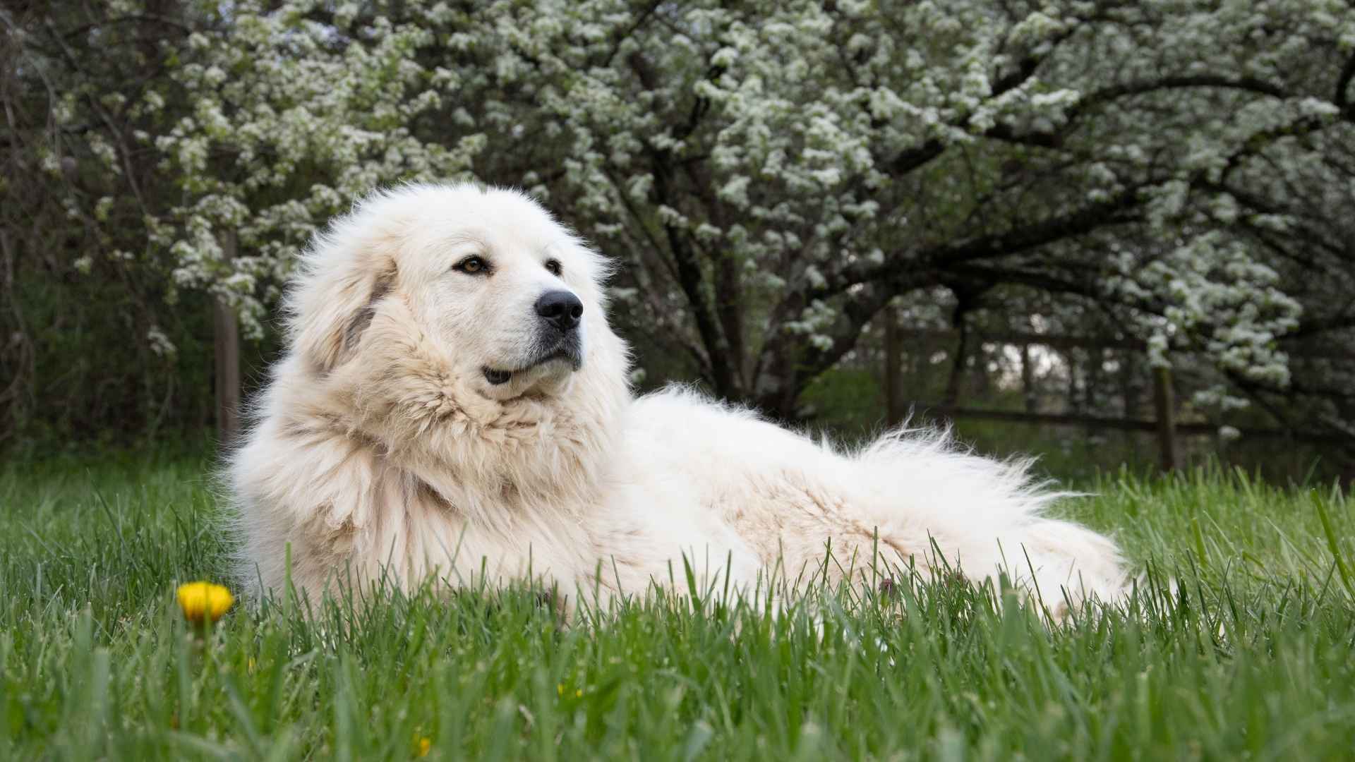 Calm Guard Dog Breeds