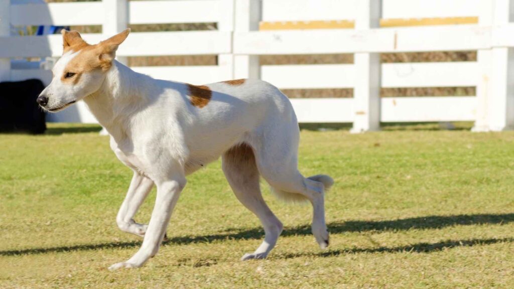 Canaan Dog