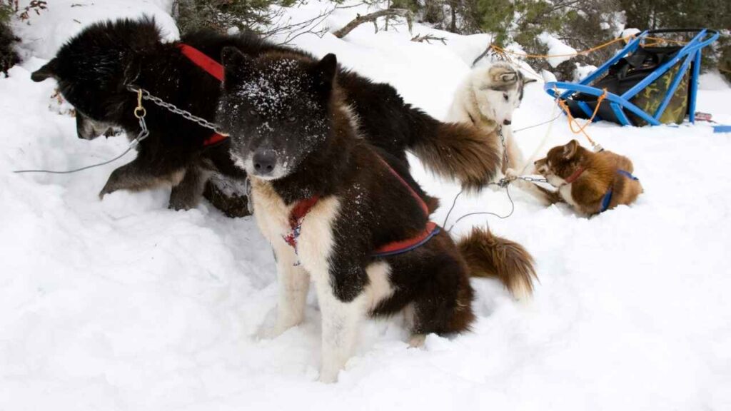 Canadian Eskimo Dog