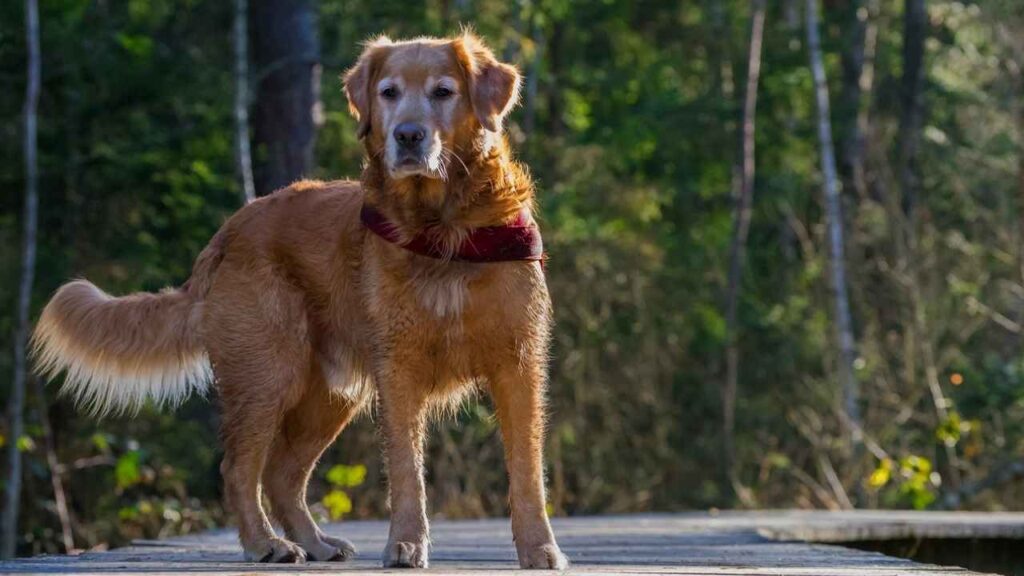 Canadian Golden Retriever