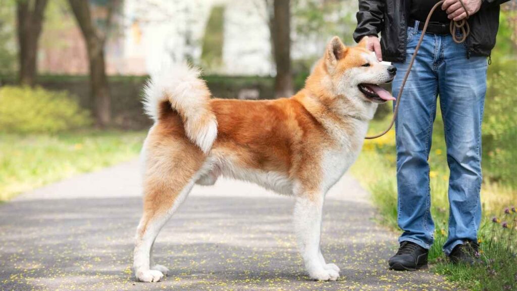 Care Requirements for an Akita