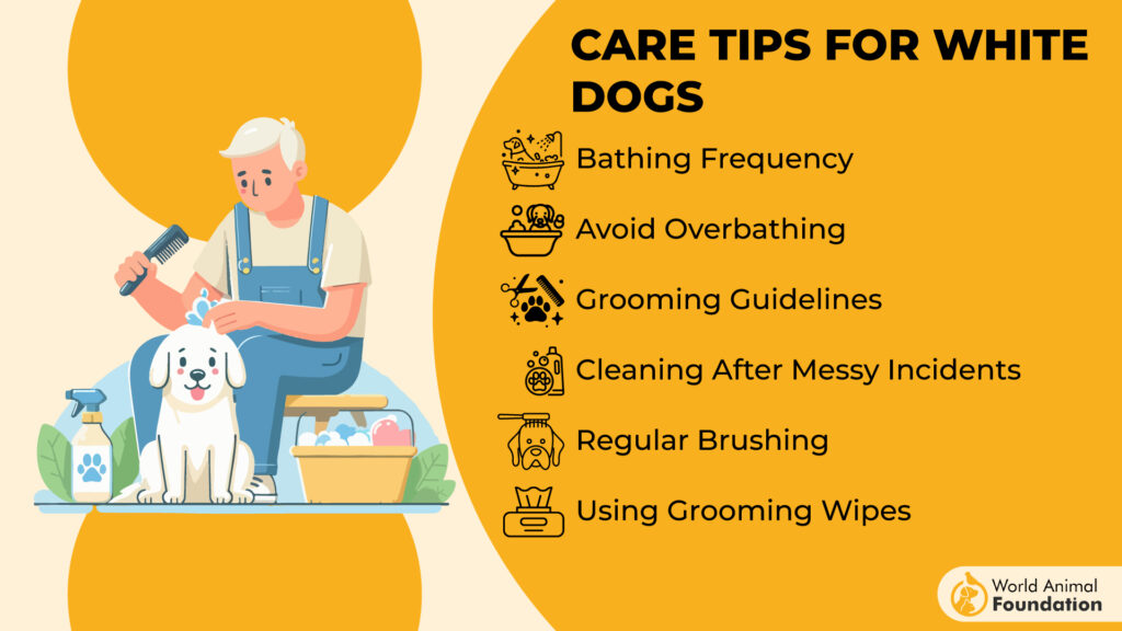 Care Tips for White Dogs