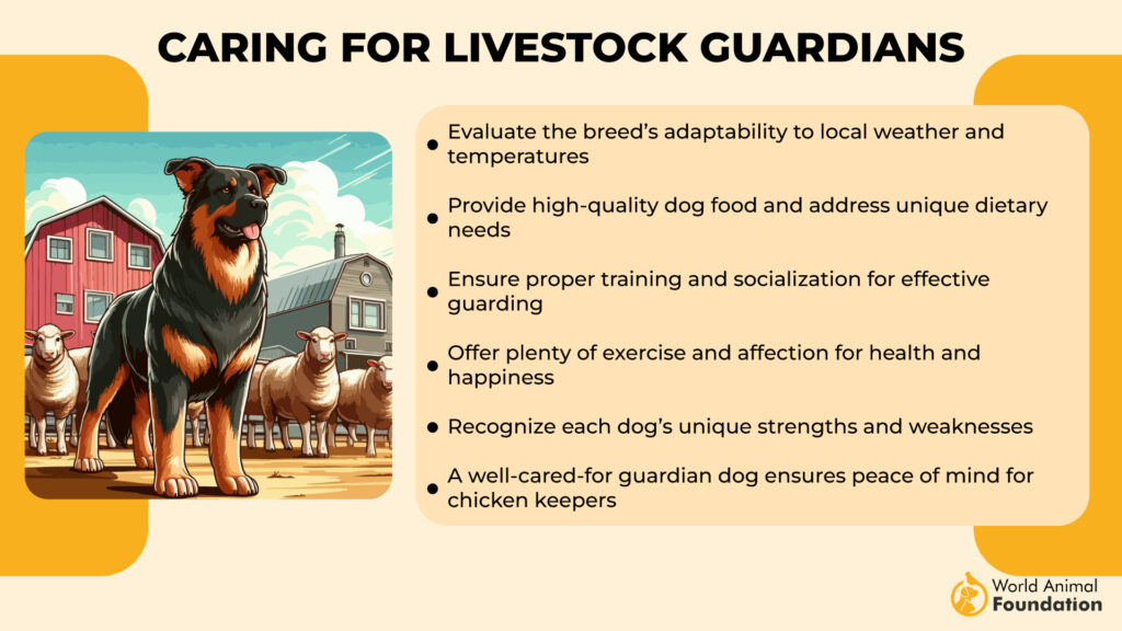 Caring for Livestock Guardians