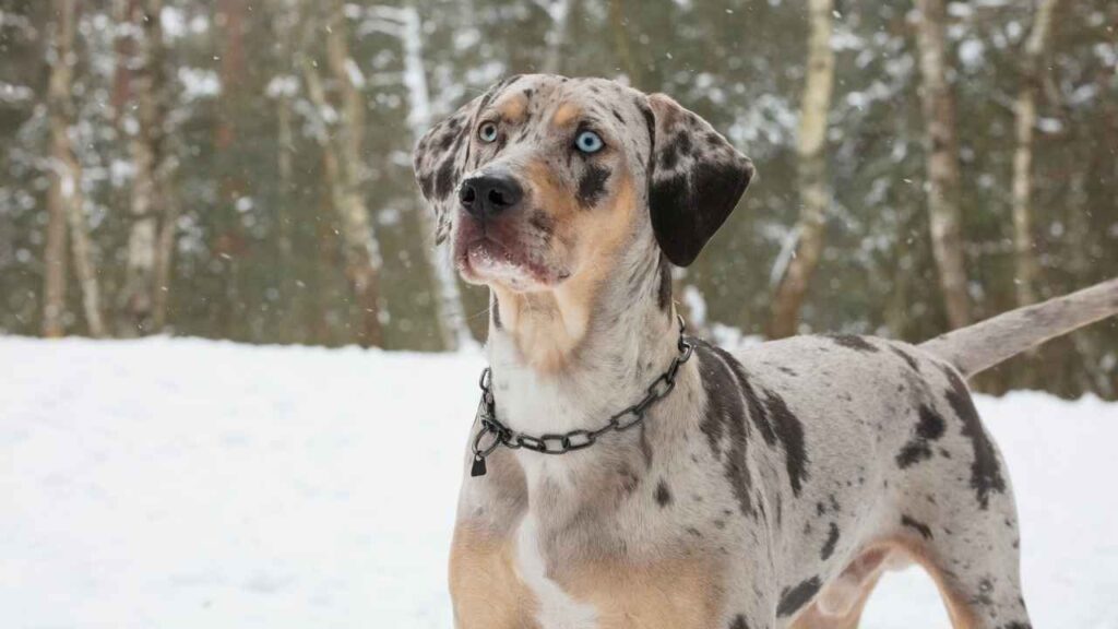 Catahoula Leopard Dog