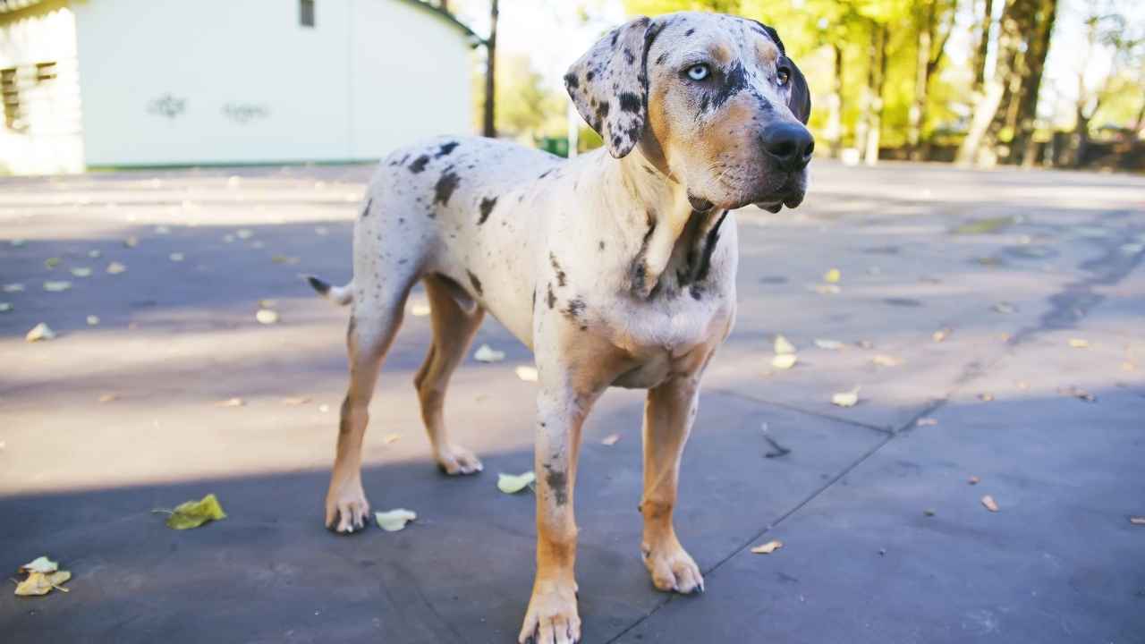 Catahoula Leopard Dog