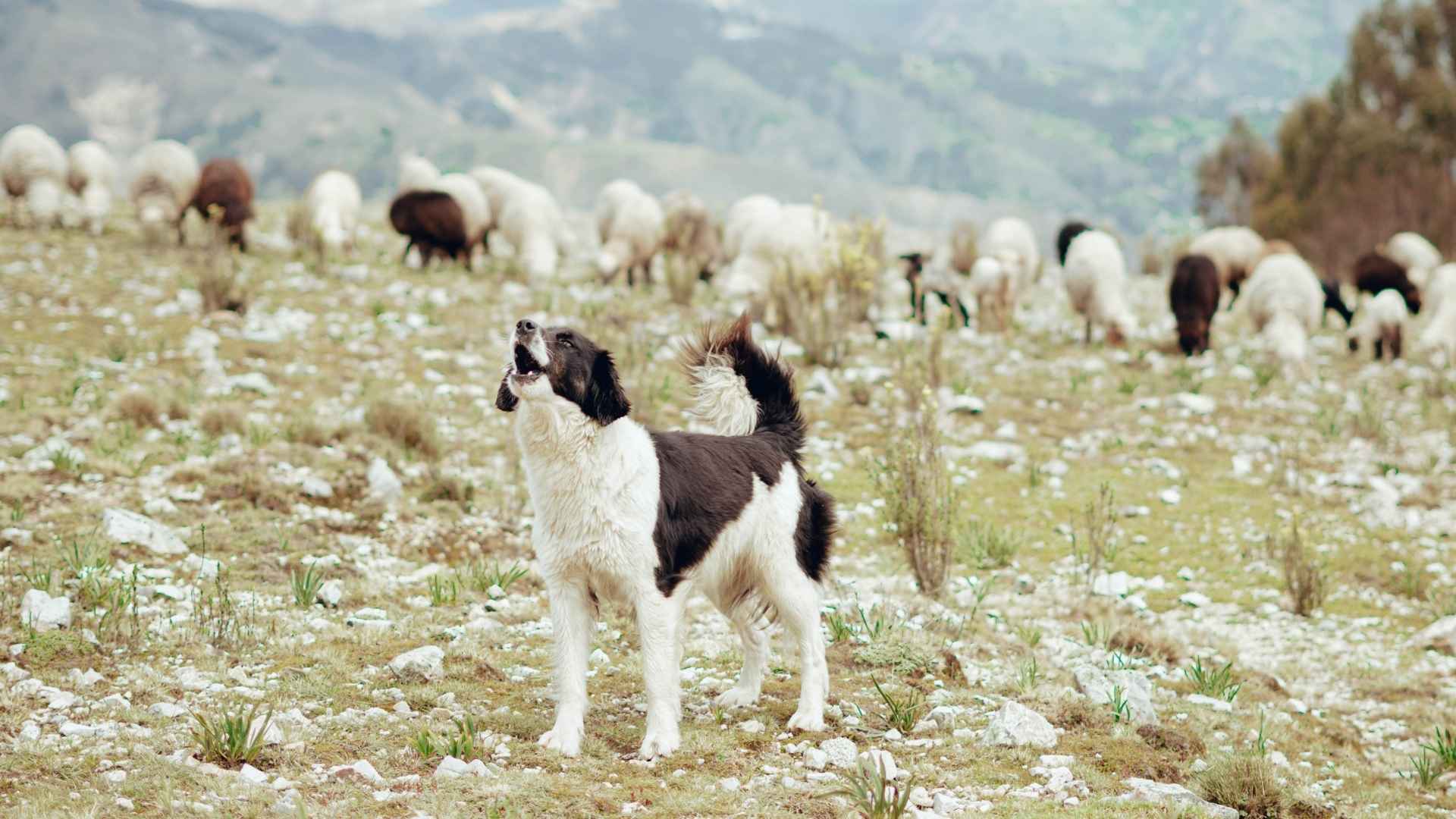 Cattle Guard Dog Breeds