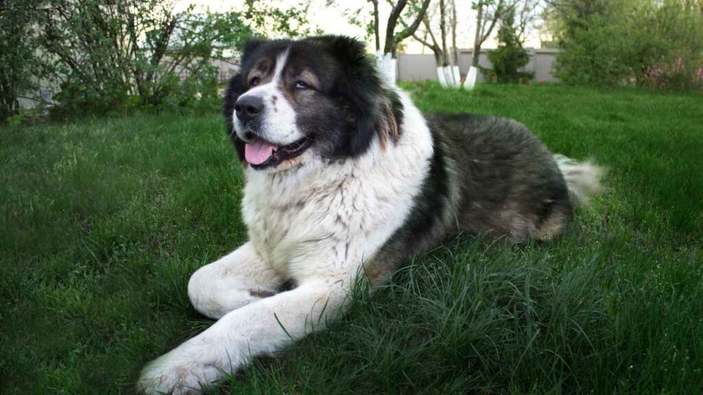 Caucasian Shepherd 10