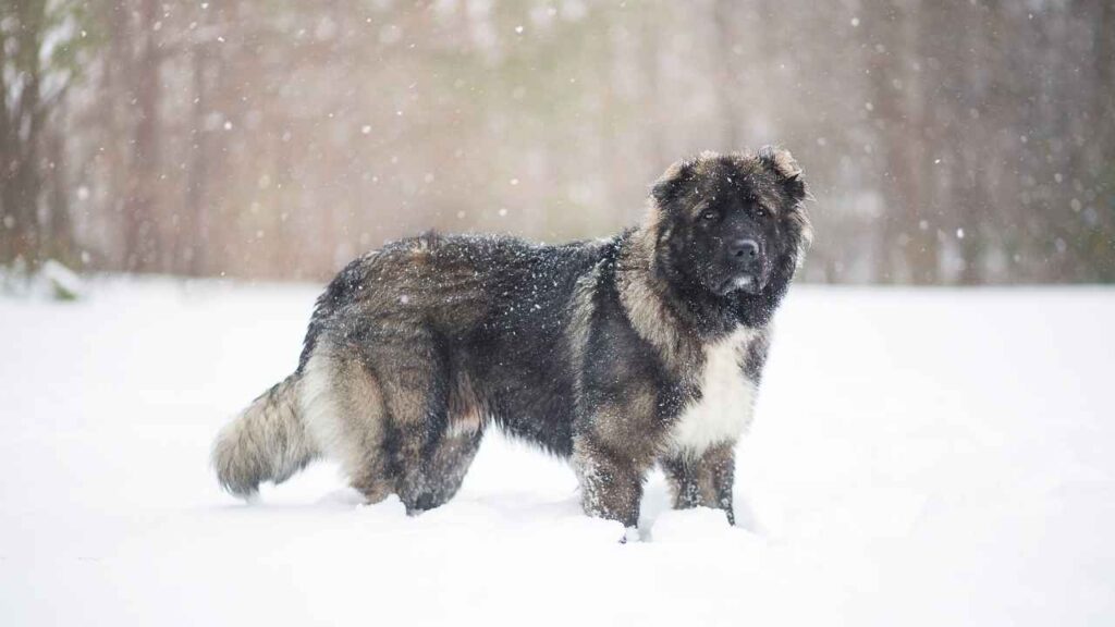 Caucasian Shepherd 2