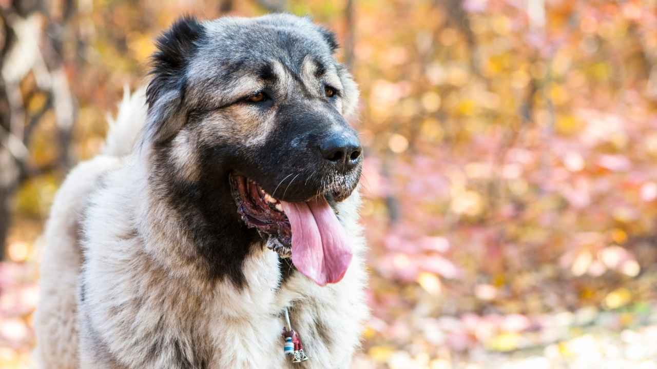 Caucasian Shepherd