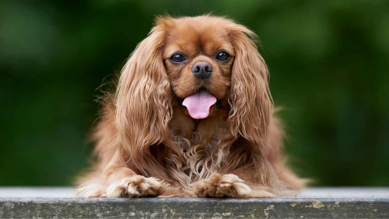 Cavalier King Charles Spaniel