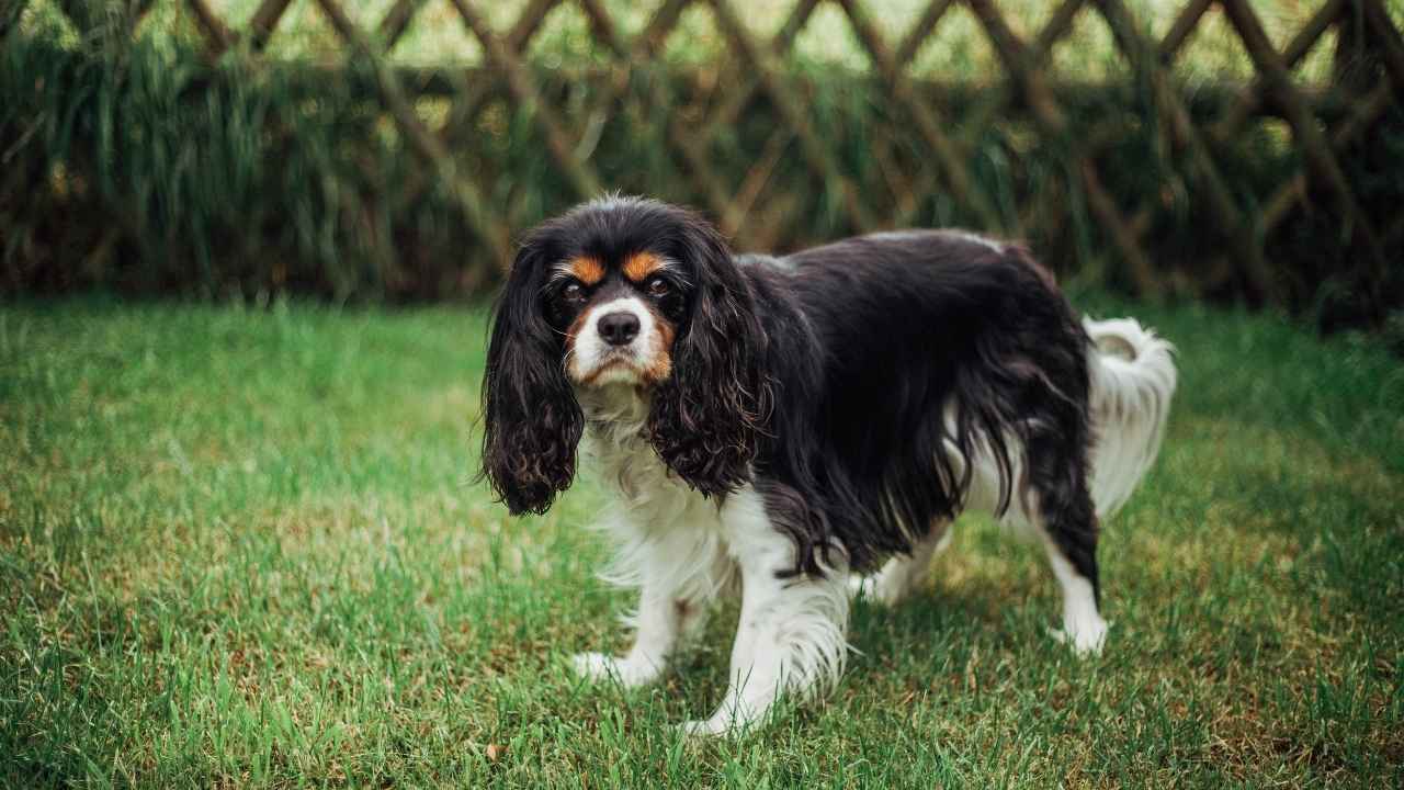 Cavalier King Charles Spaniel